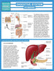 Digestive System (Humans) (Speedy Study Guide)