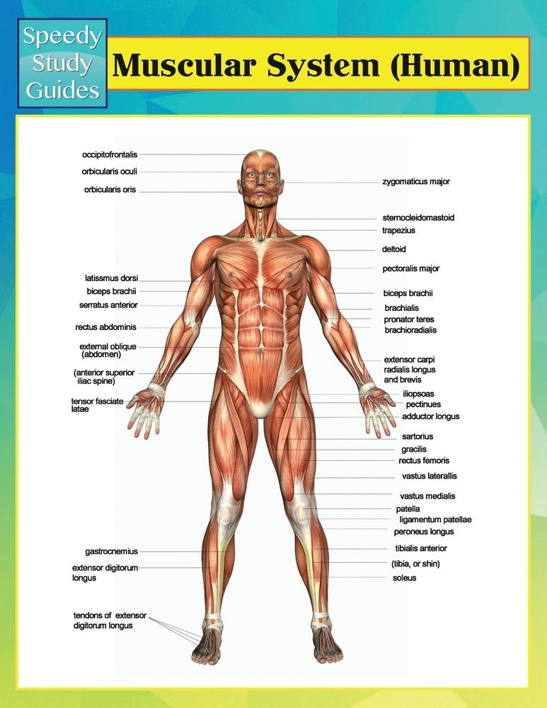 Muscular System (Human) (Speedy Study Guides)
