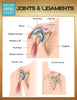 Joints & Ligaments (Speedy Study Guides)
