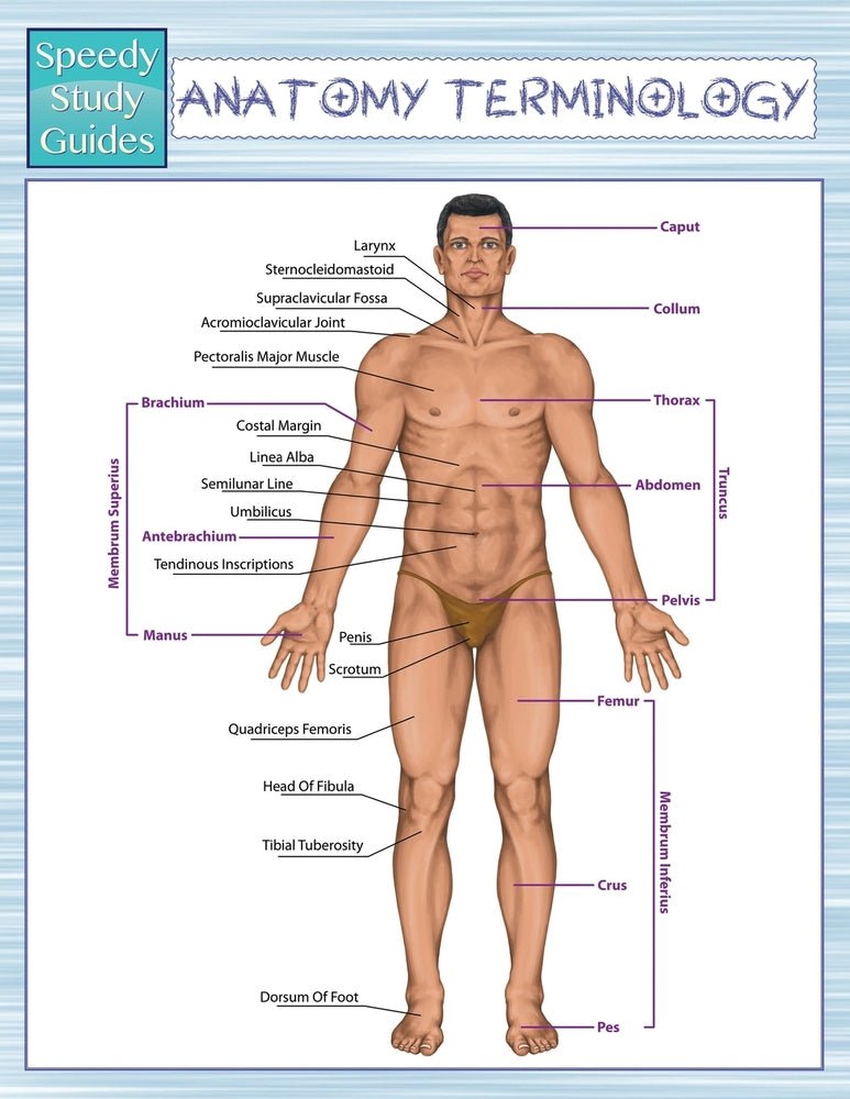 Anatomy Terminology (Speedy Study Guides)