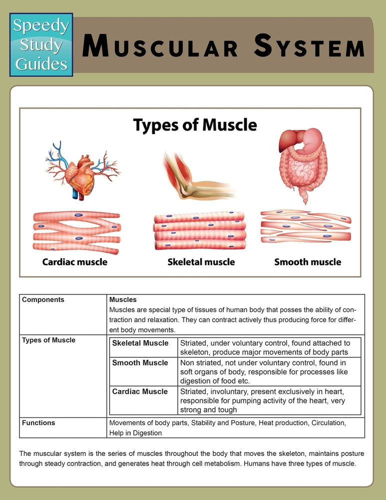Muscular System (Speedy Study Guide)