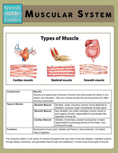 Muscular System (Speedy Study Guide)