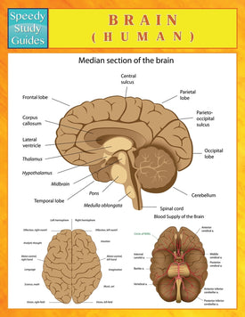 Brain (Human) (Speedy Study Guides)