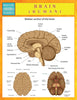 Brain (Human) (Speedy Study Guides)
