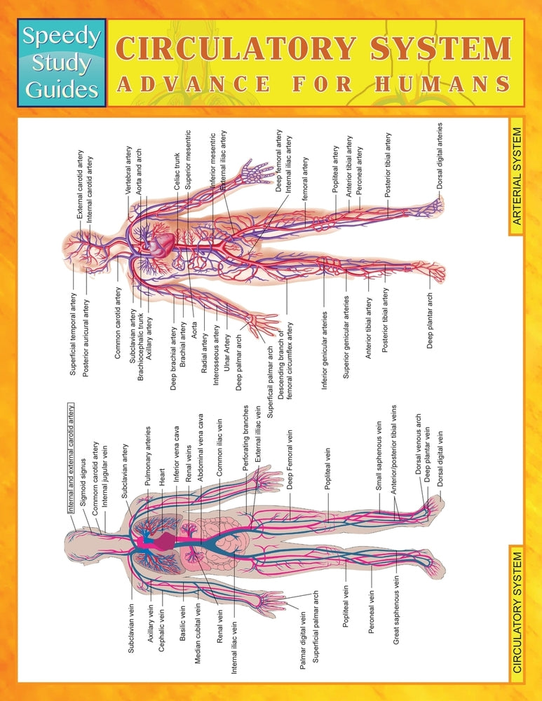 Circulatory System Advanced for Humans (Speedy Study Guides)