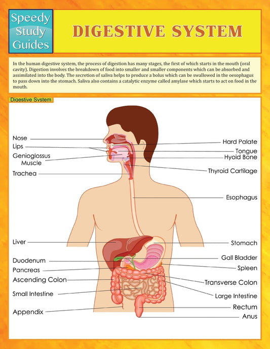 Digestive System (Speedy Study Guides)