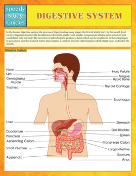 Digestive System (Speedy Study Guides)