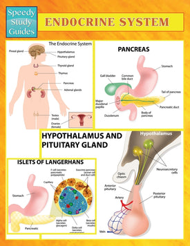 Endocrine System (Speedy Study Guides)