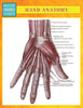 Hand Anatomy (Speedy Study Guides)