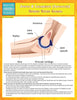 Joints & Ligaments (Advanced) (Speedy Study Guides)