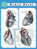 Human Heart (Speedy Study Guide)