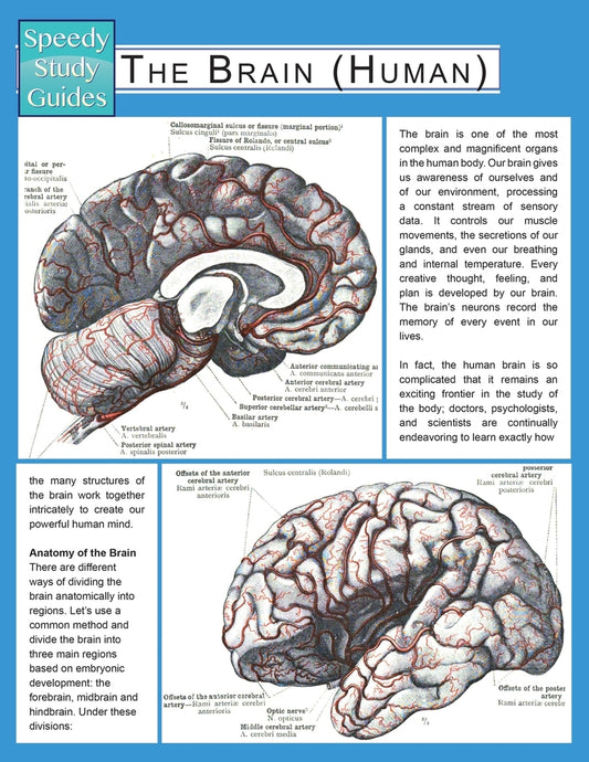 The Brain (Human) (Speedy Study Guide)