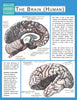 The Brain (Human) (Speedy Study Guide)