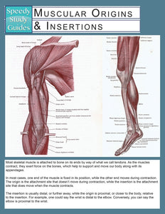 Muscular Origins & Insertions (Speedy Study Guide)