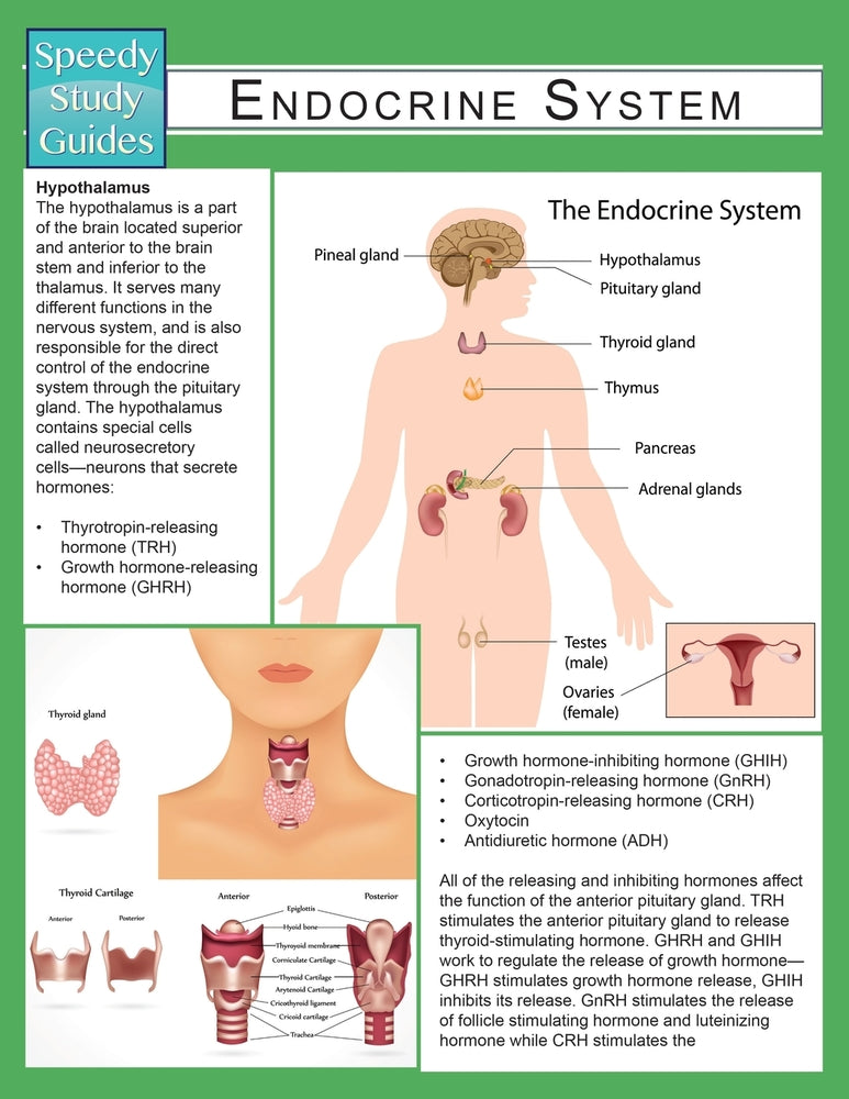 Endocrine System (Speedy Study Guide)