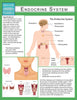 Endocrine System (Speedy Study Guide)