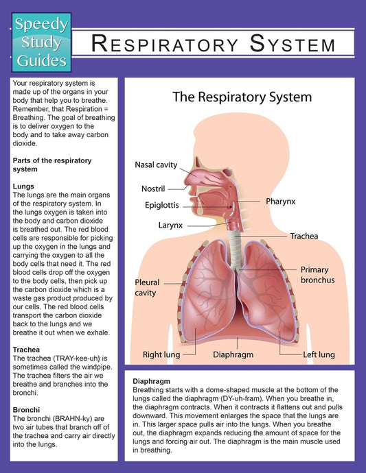 Respiratory System (Speedy Study Guide)
