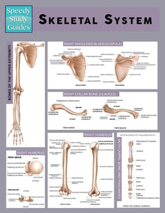 Skeletal System (Speedy Study Guide)