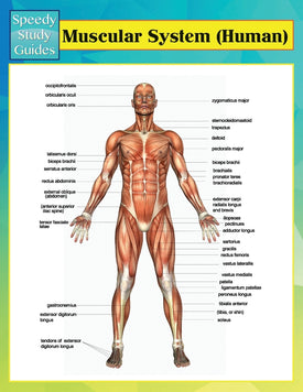 Muscular System (Human) (Speedy Study Guides)