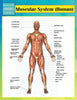 Muscular System (Human) (Speedy Study Guides)