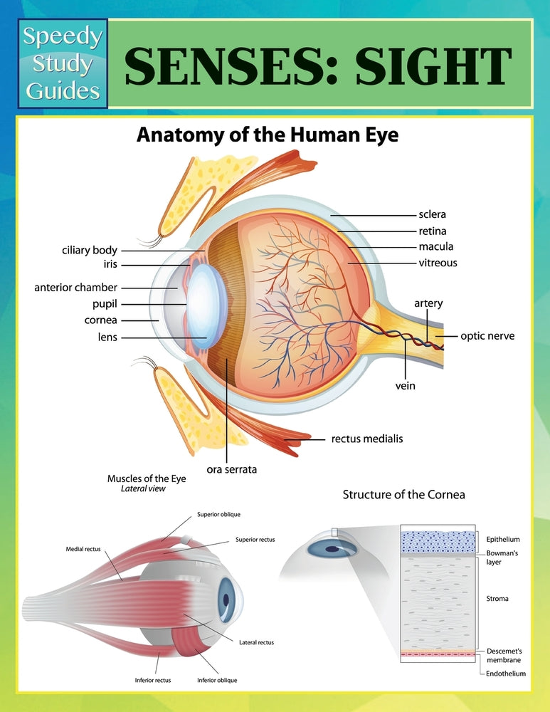 Senses: Sight (Speedy Study Guides)
