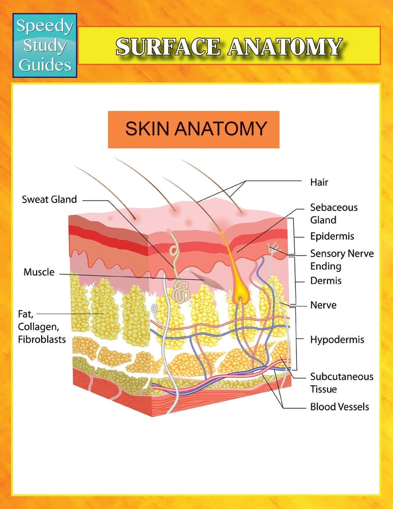 Surface Anatomy (Speedy Study Guides)