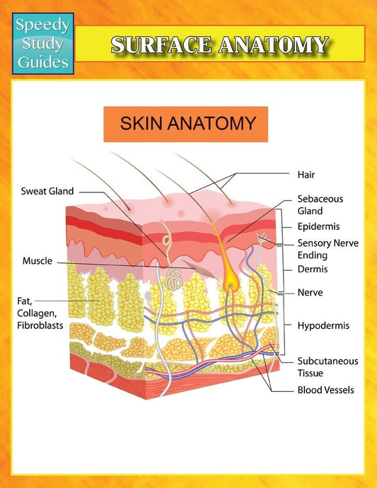 Surface Anatomy (Speedy Study Guides)