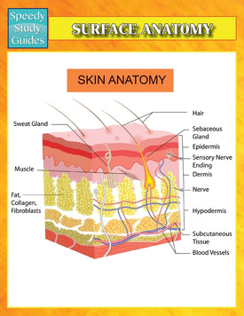 Surface Anatomy (Speedy Study Guides)