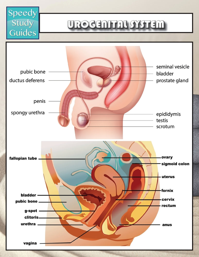Urogenital System (Speedy Study Guides)
