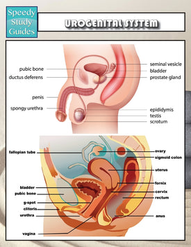 Urogenital System (Speedy Study Guides)