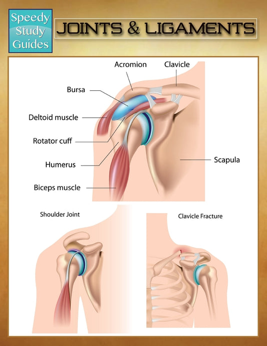 Joints & Ligaments (Speedy Study Guides)