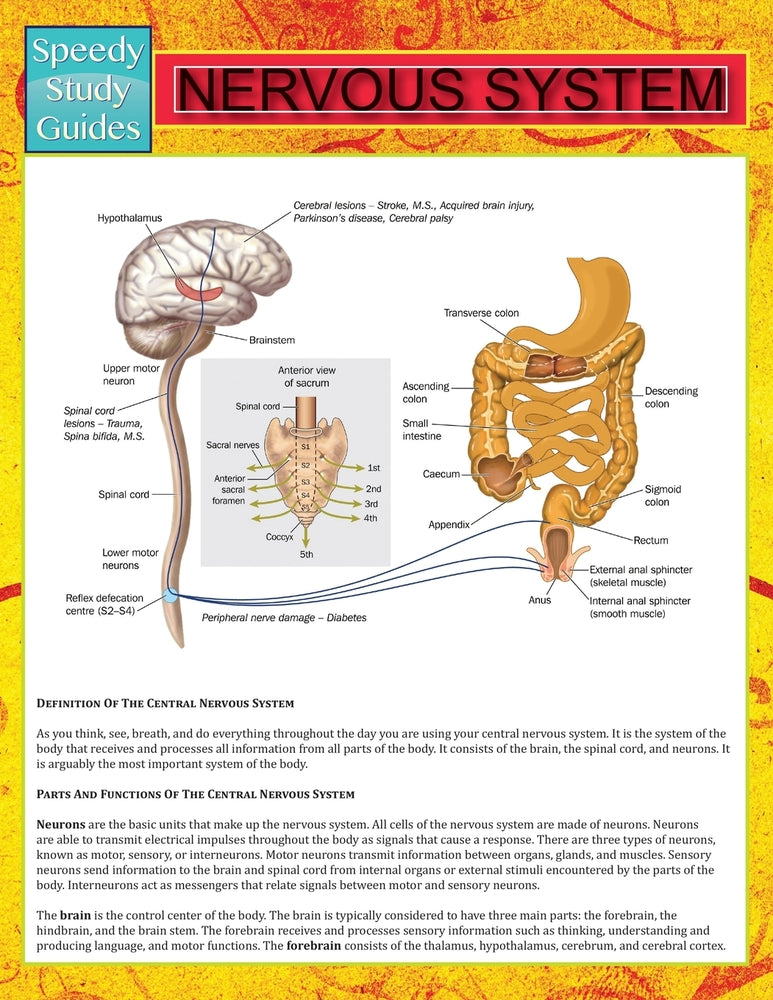 Nervous System (Speedy Study Guide)