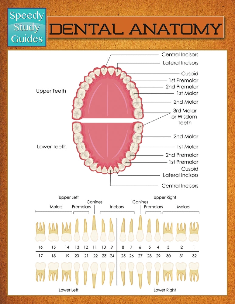 Dental Anatomy (Speedy Study Guide)
