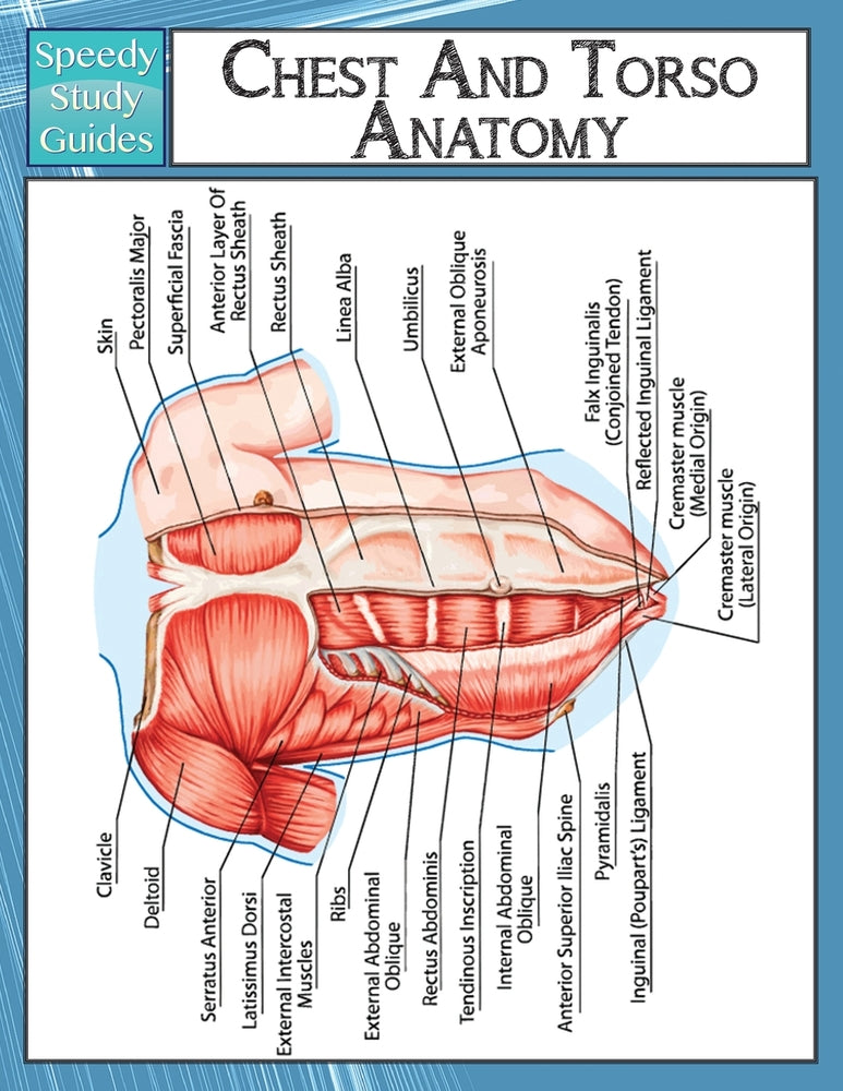 Chest And Torso Anatomy (Speedy Study Guide)