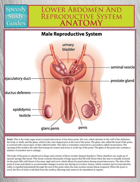 Lower Abdomen And Reproductive System Anatomy (Speedy Study Guide)
