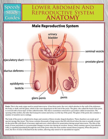 Lower Abdomen And Reproductive System Anatomy (Speedy Study Guide)