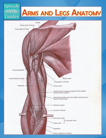 Arms and Legs Anatomy (Speedy Study Guide)