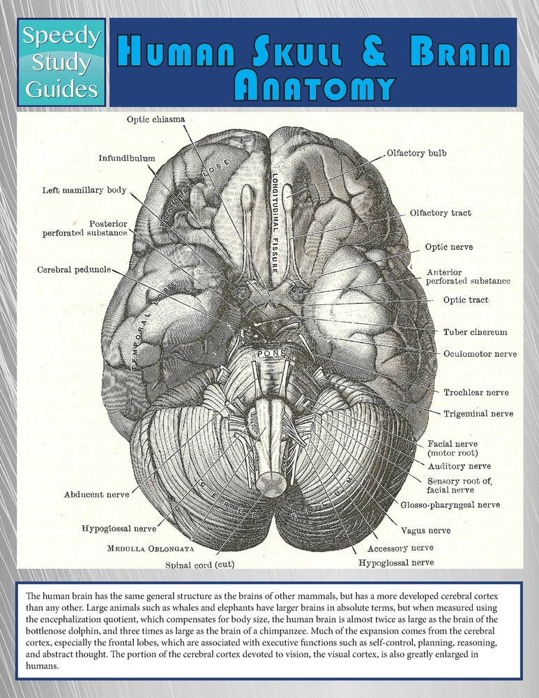 Human Skull And Brain Anatomy (Speedy Study Guide)