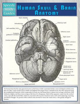 Human Skull And Brain Anatomy (Speedy Study Guide)
