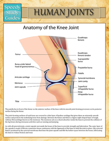 Human Joints (Speedy Study Guide)
