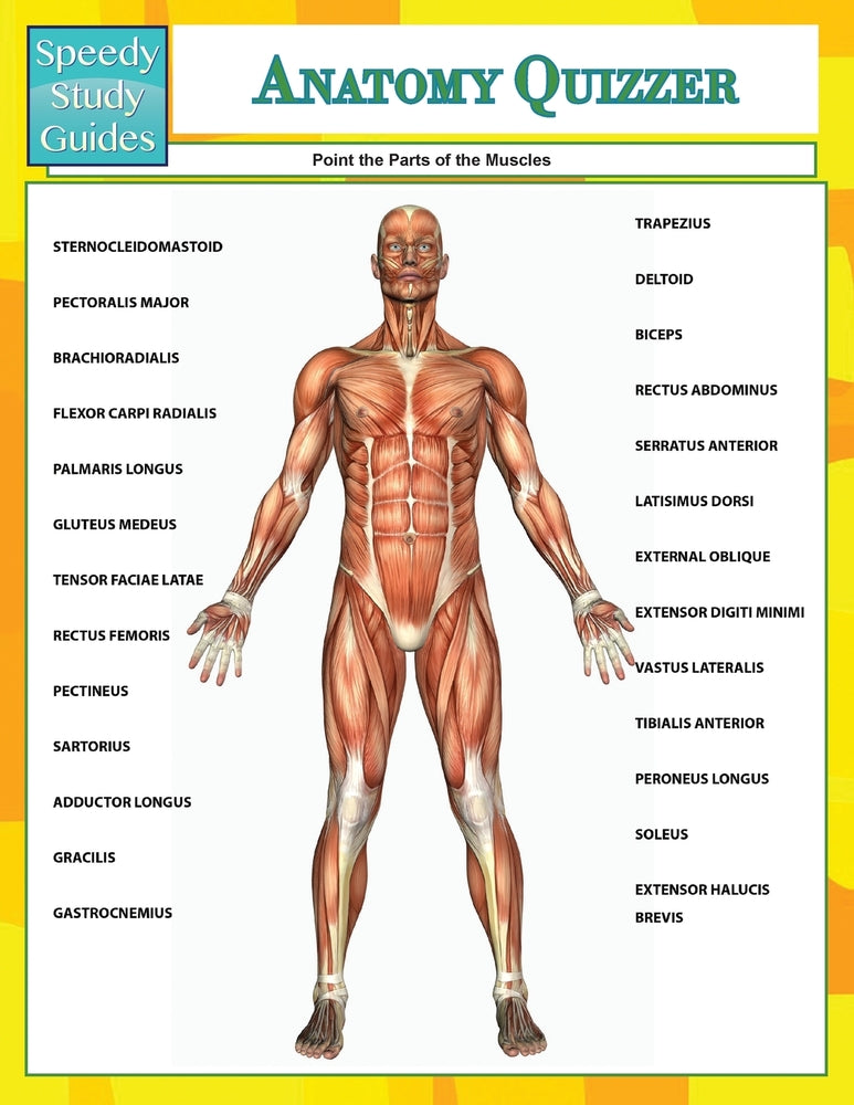 Anatomy Quizzer (Speedy Study Guides)