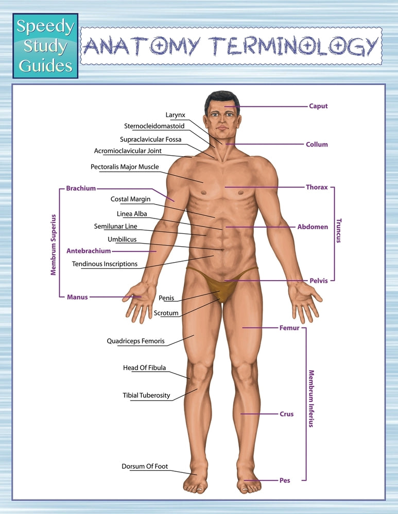 Anatomy Terminology (Speedy Study Guides)