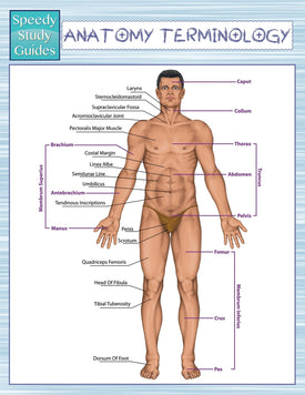 Anatomy Terminology (Speedy Study Guides)