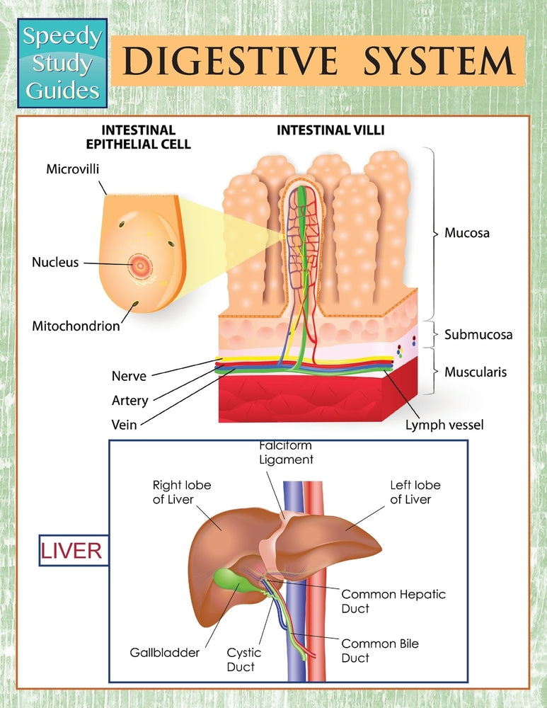 Digestive System  (Speedy Study Guides)